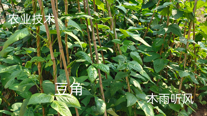 豆角的种法(豆角怎么样种植)