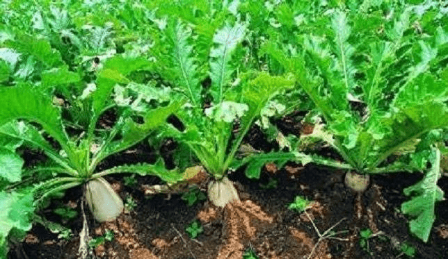白萝卜几月份种植最好(白萝卜什么时候种植最好几月)