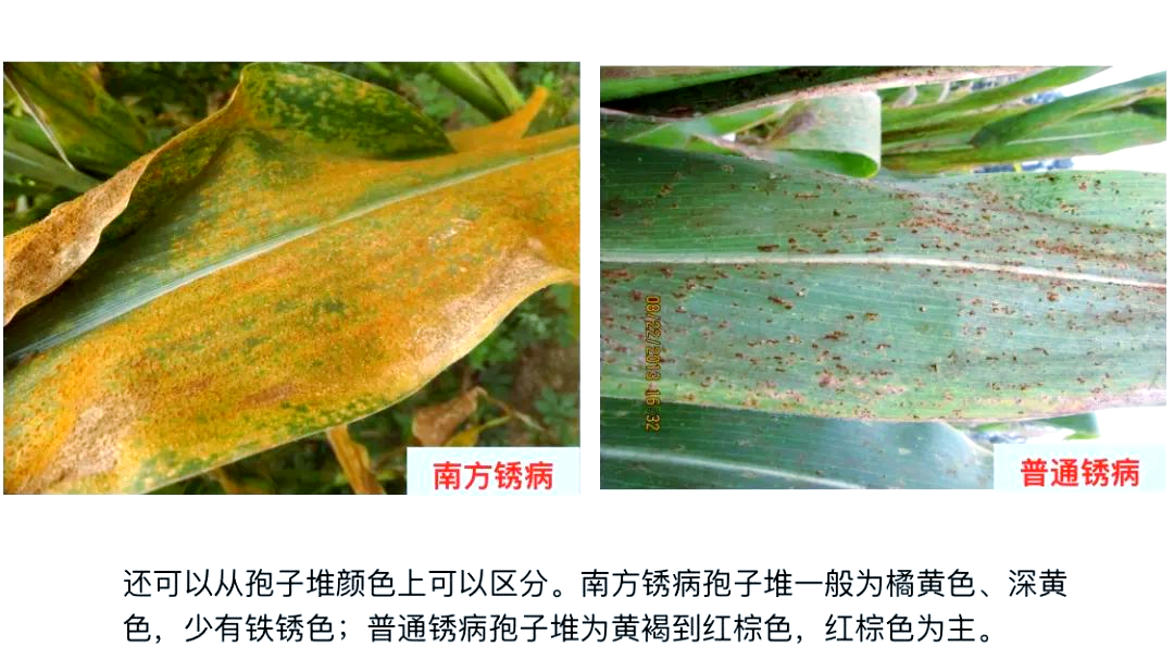玉米南方锈病(玉米南方锈病的防治)