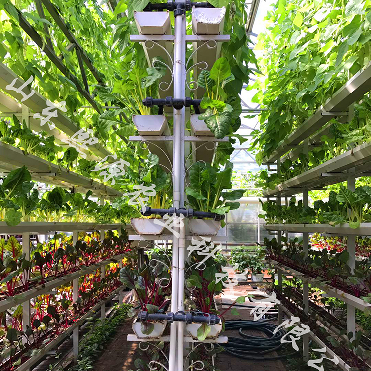 有机蔬菜无土栽培技术(有机蔬菜无土栽培简单介绍)
