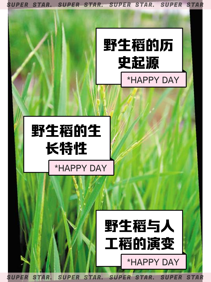 野生稻和栽培稻(野生稻和栽培稻的图片)