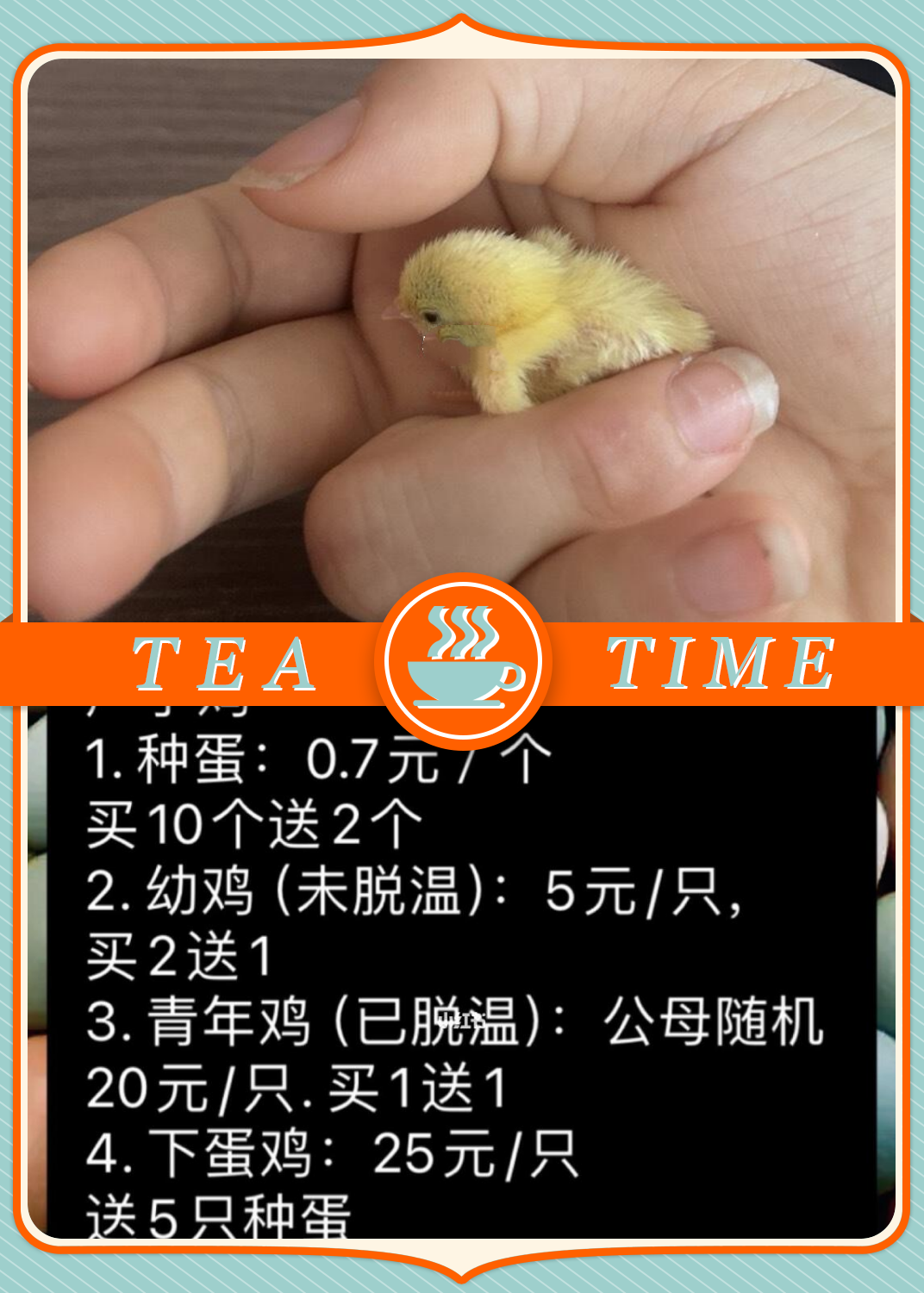 养芦丁鸡多少钱(养1000只芦丁鸡一年能赚多少钱)