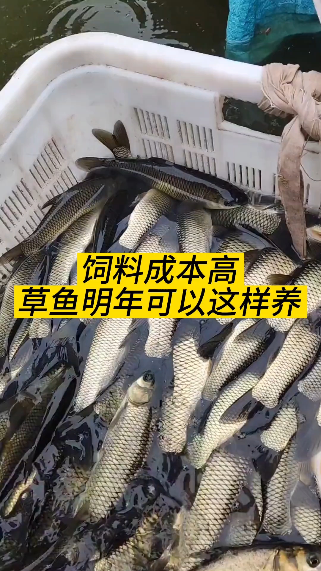 草鱼养殖技术(草鱼养殖技术与鱼塘管理)