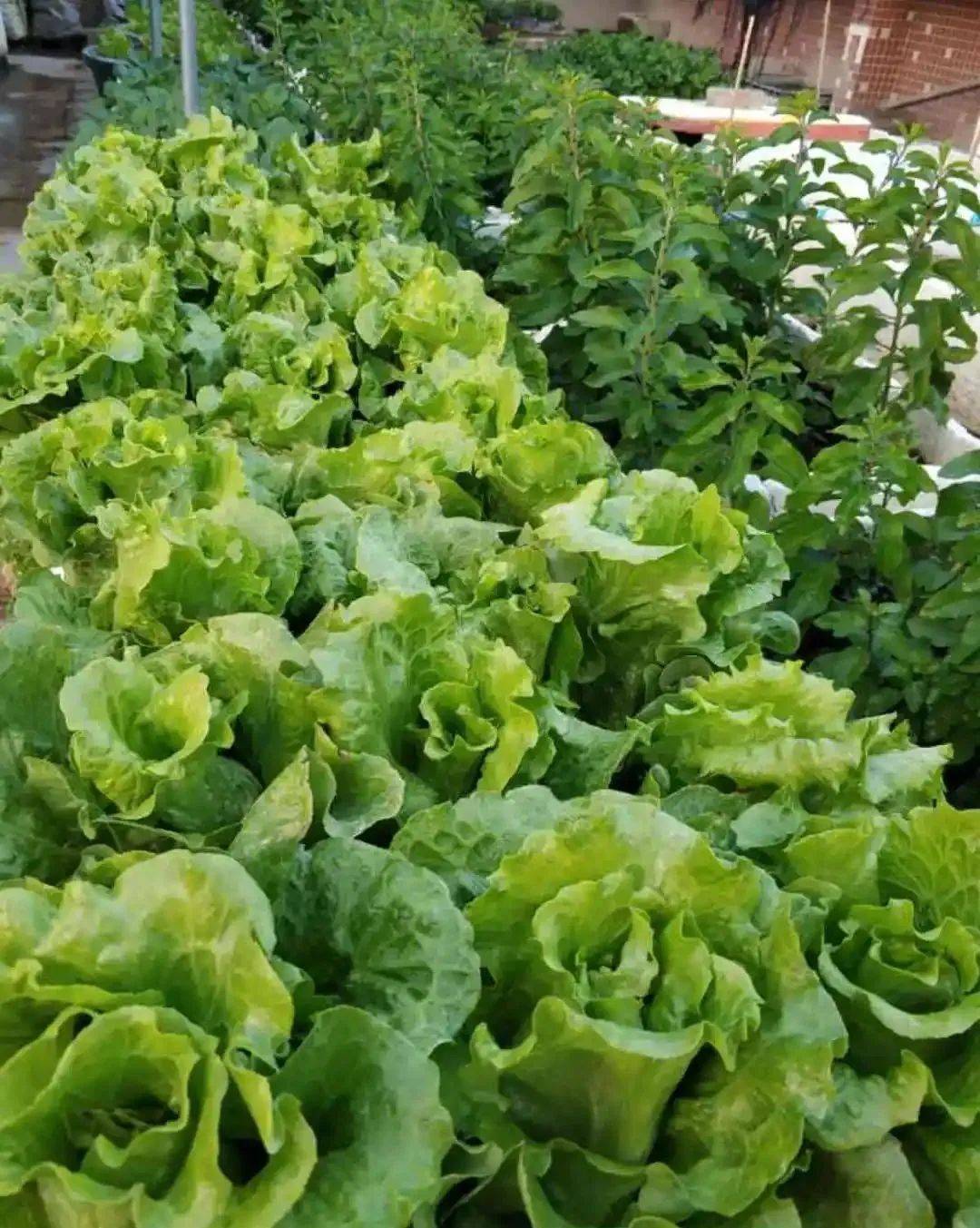 楼顶种蔬菜(楼顶种蔬菜瓜果多久追加羊粪合适)