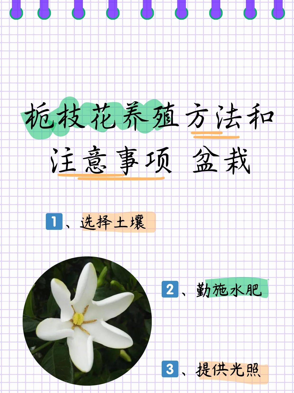春季栀子花的养殖方法(春季栀子花的养殖方法视频)