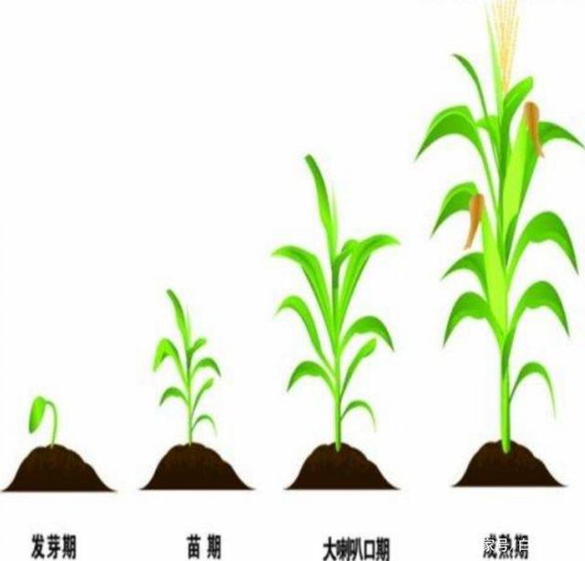 玉米的养殖方法(玉米的养殖方法有哪些)