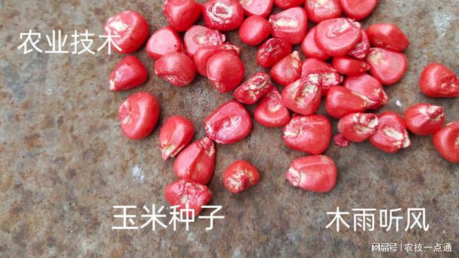 好的玉米种子有哪些(好玉米品种的十大特性)