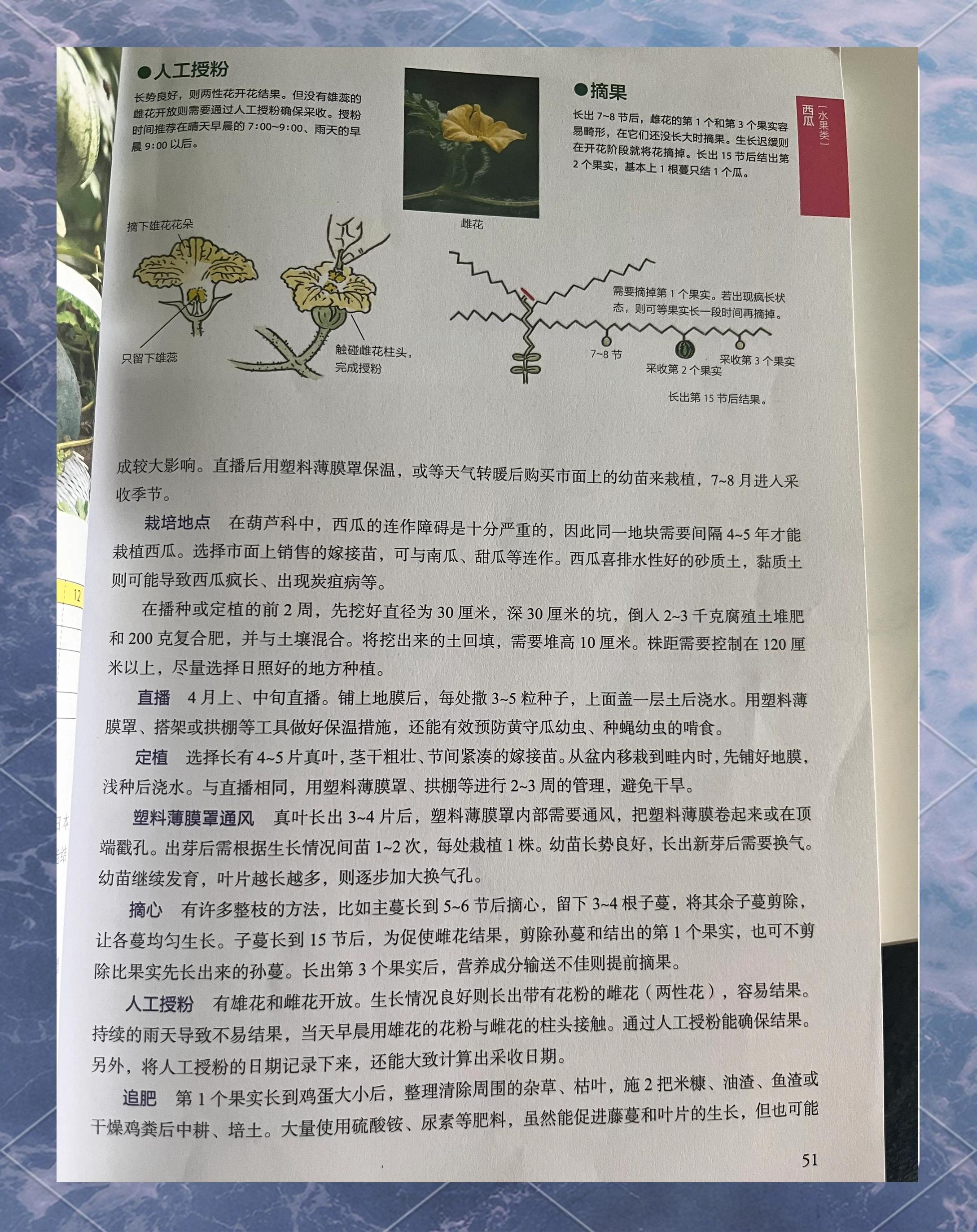 种植西瓜需要什么条件(种植西瓜需要什么条件和手续)
