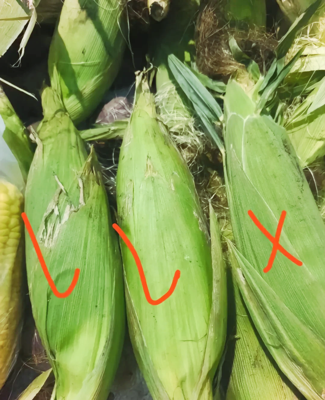 如何识别玉米是否转基因(怎么分辨玉米是不是转基因)