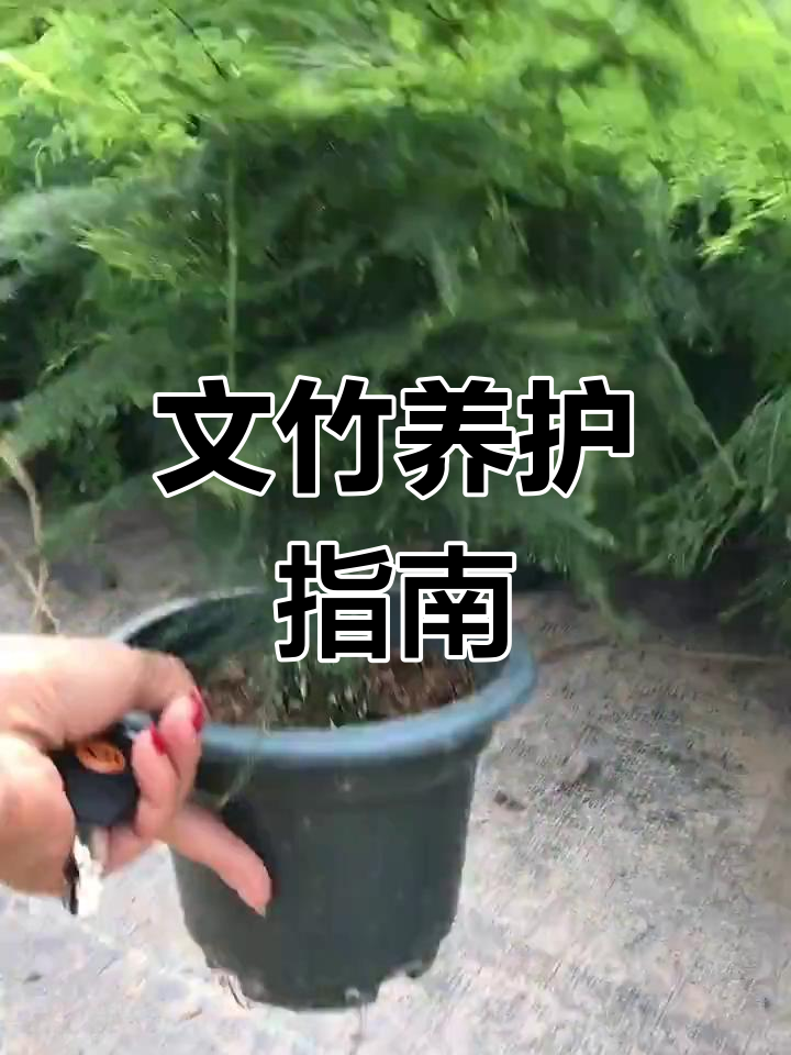 文竹怎样施肥(文竹怎样施肥才能更旺盛)