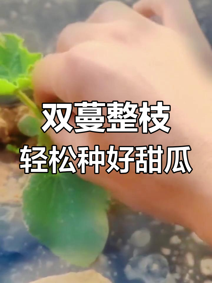 甜瓜吊蔓种植技术(iphonese屏幕边缘触摸不准)