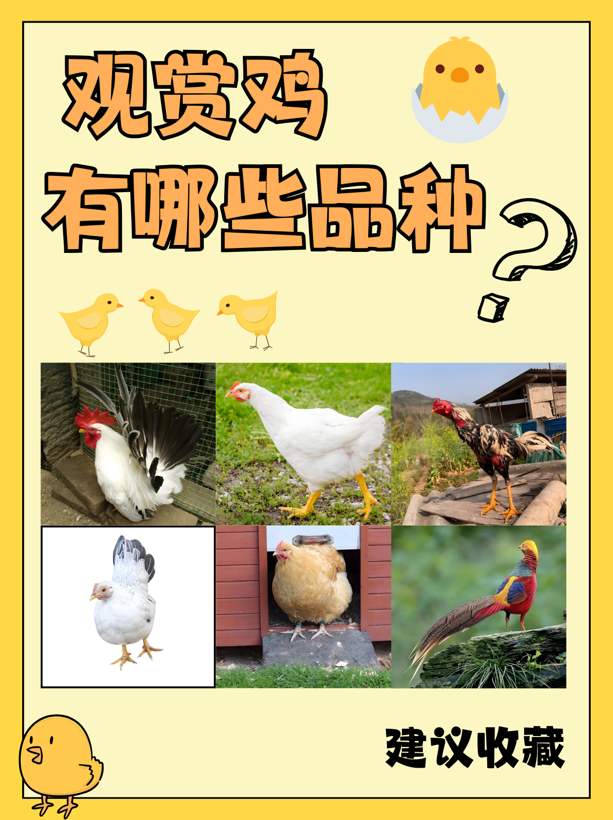 种鸡怎么养殖技术(种鸡养殖技术全过程)