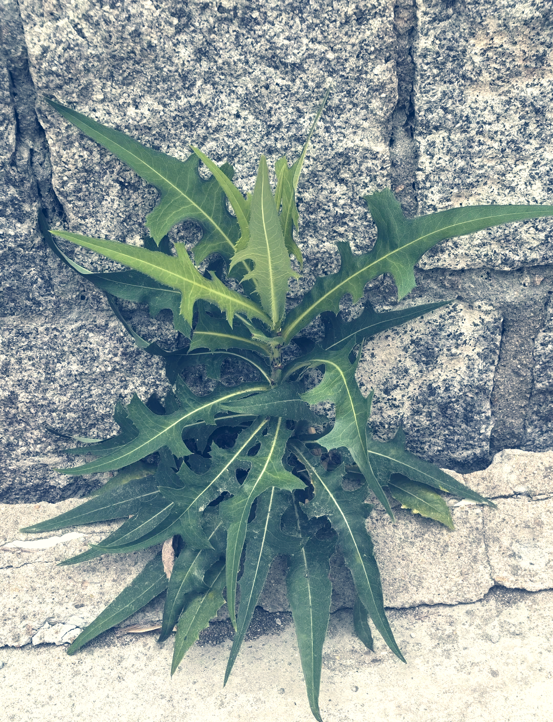 阔叶莴苣(莴苣叶能吃吗怎么吃)