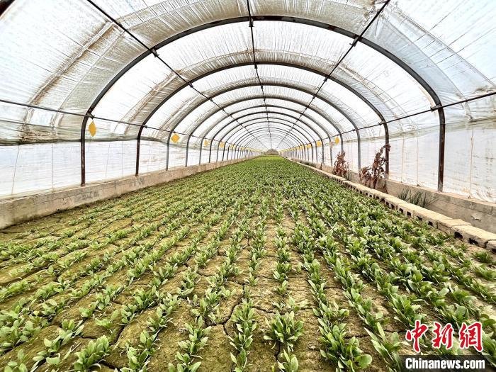 大棚一般种植什么蔬菜(大棚种植什么蔬菜最赚钱)