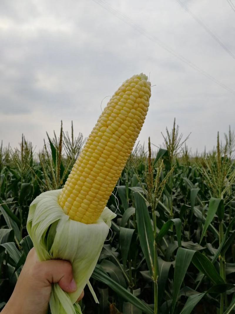 广西甜玉米(广西甜玉米之乡)