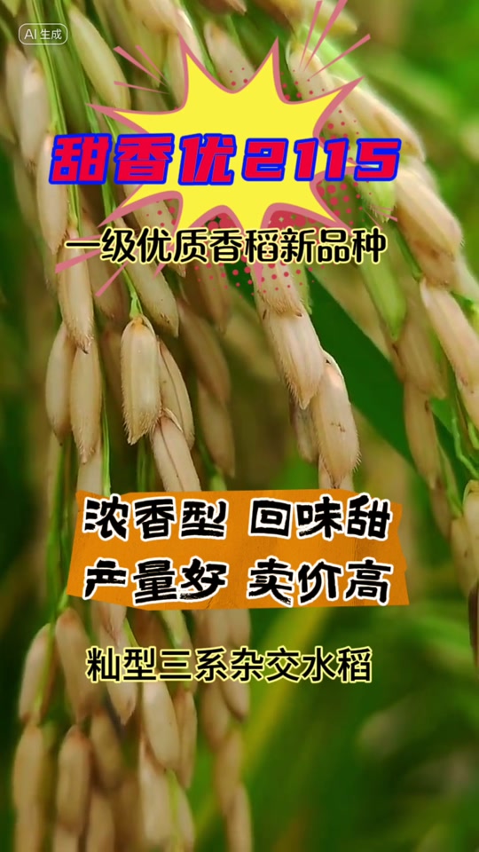 水稻品种简介(玉针香水稻品种简介)