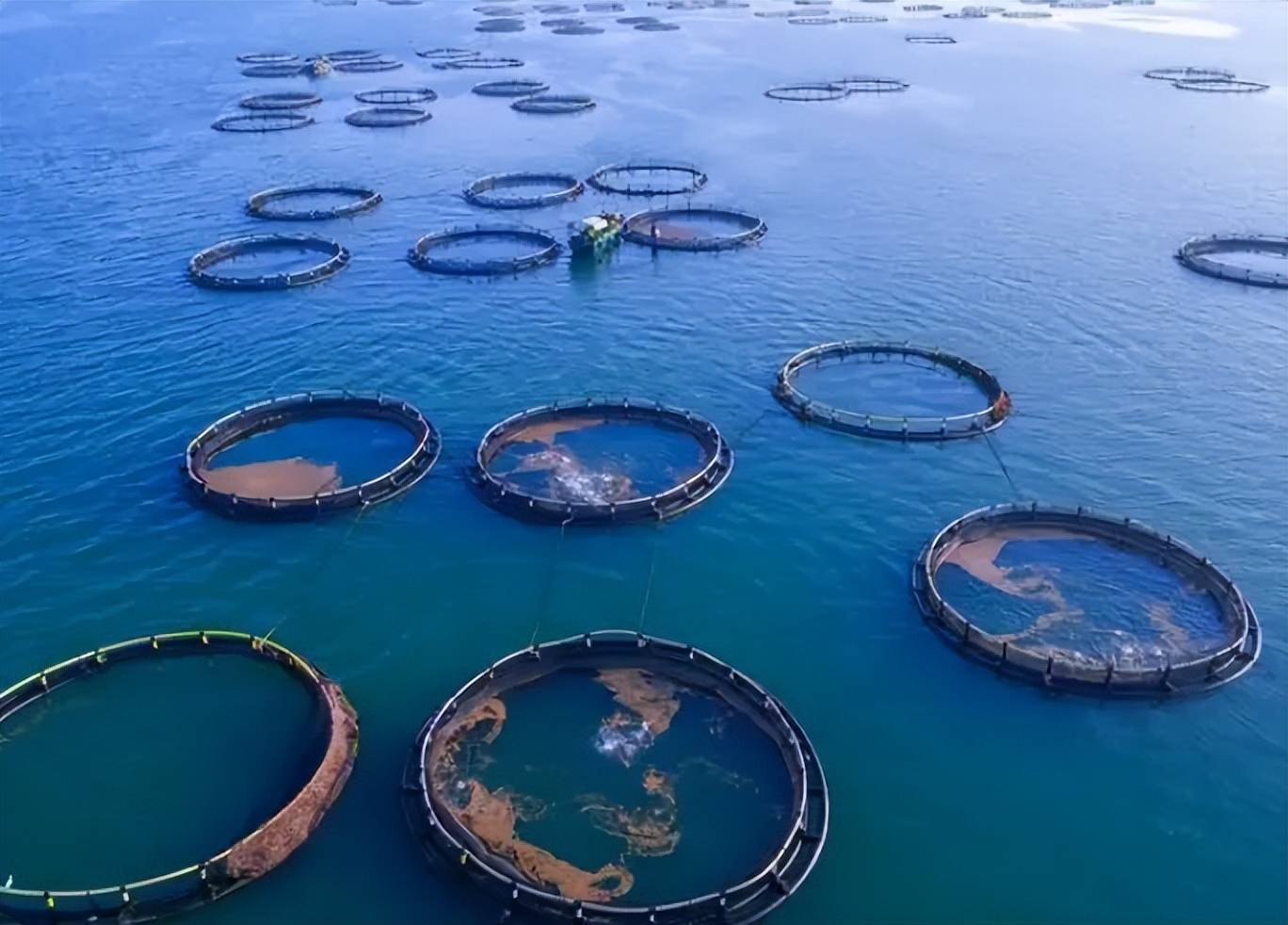 养殖水产行业(2020年水产养殖行业发展现状)
