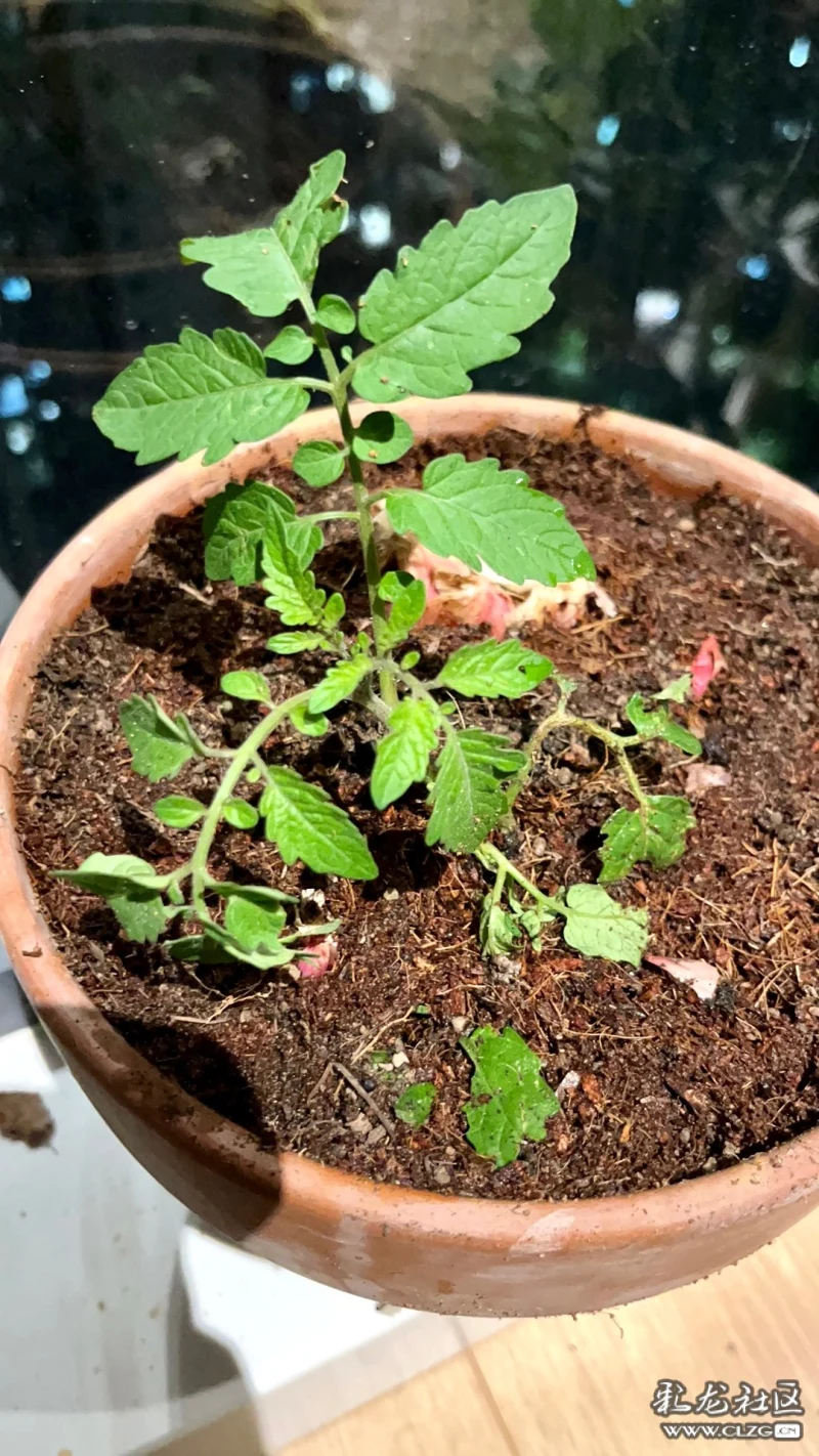 阳台小番茄种植打顶方法(阳台种植的小番茄开花多久挂果)