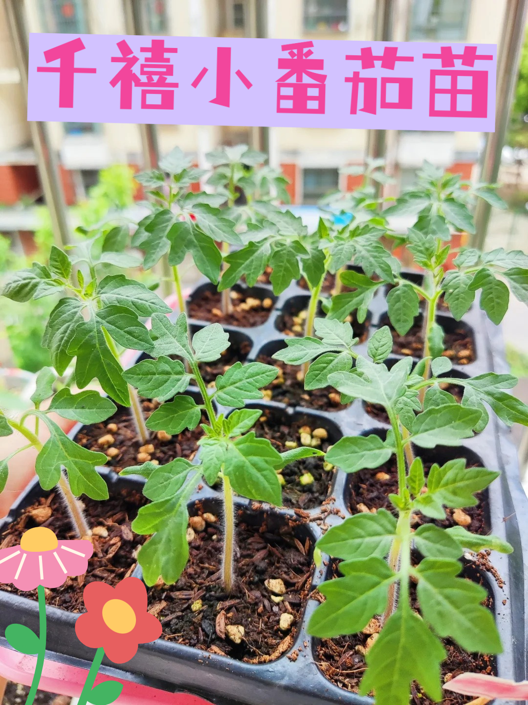 阳台小番茄种植打顶方法(阳台种植的小番茄开花多久挂果)