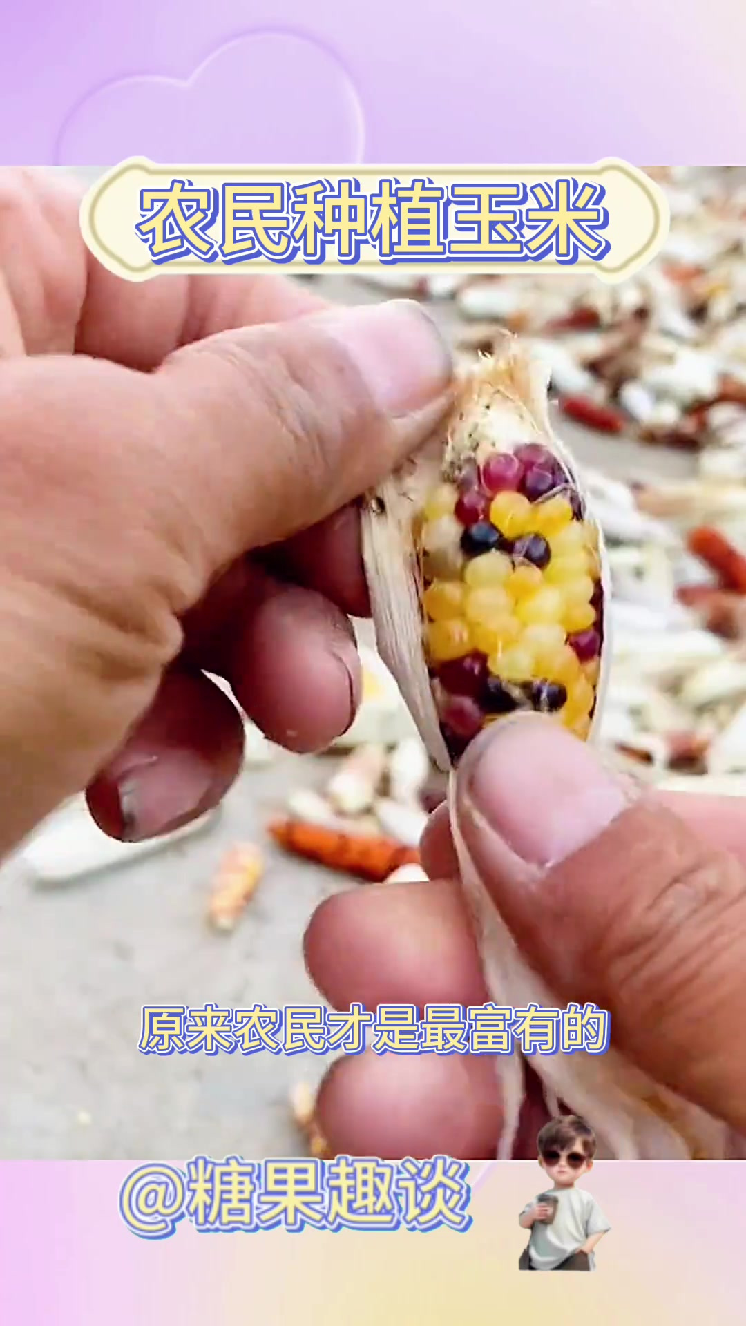 玉米粒可以种玉米吗(玉米粒可以种玉米吗视频)