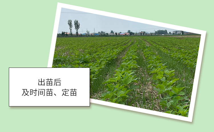 河南种啥大豆可以高产(河南种啥大豆可以高产呢)