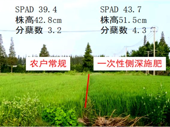 水稻施肥技术(水稻施肥技术与管理)