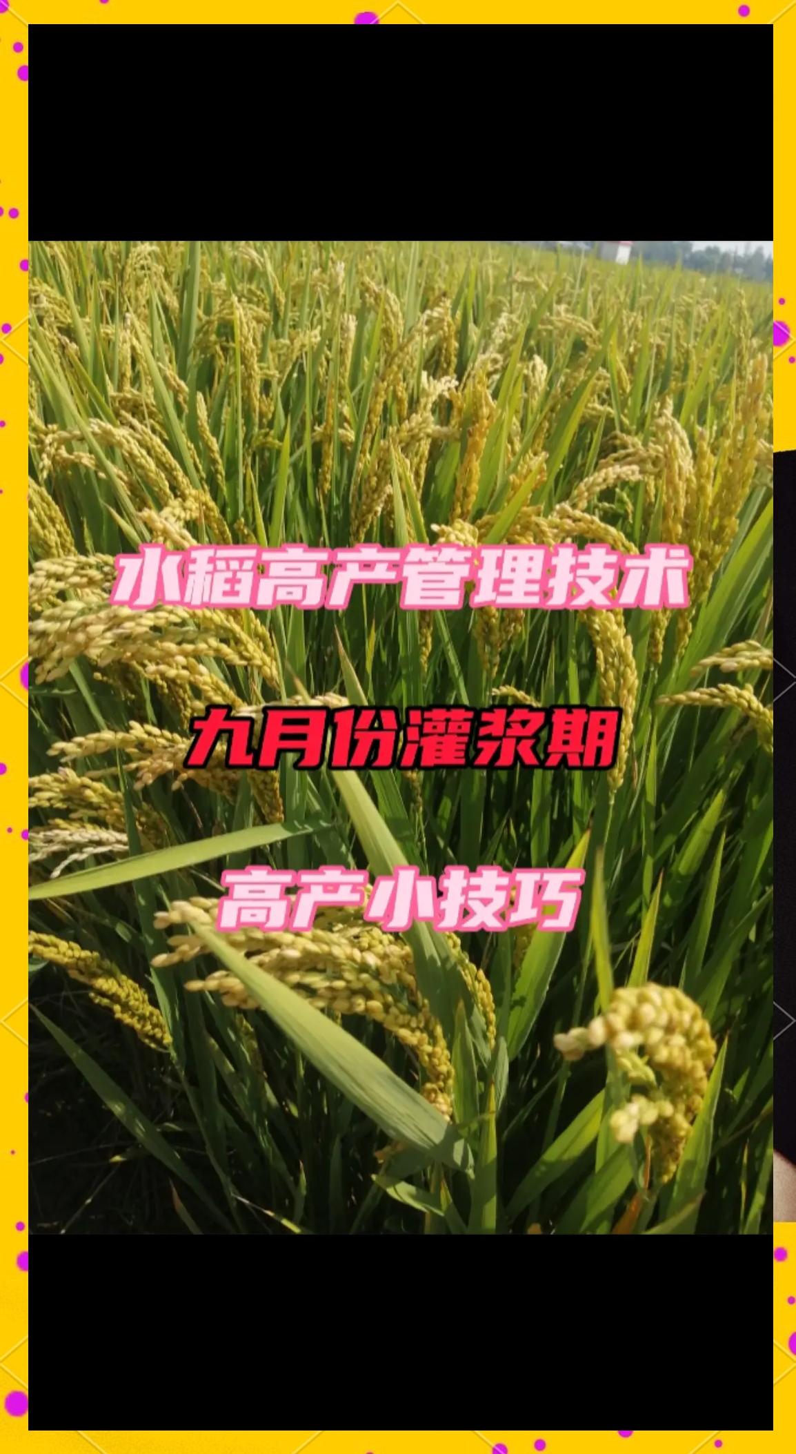 水稻施肥技术(水稻施肥技术与管理)