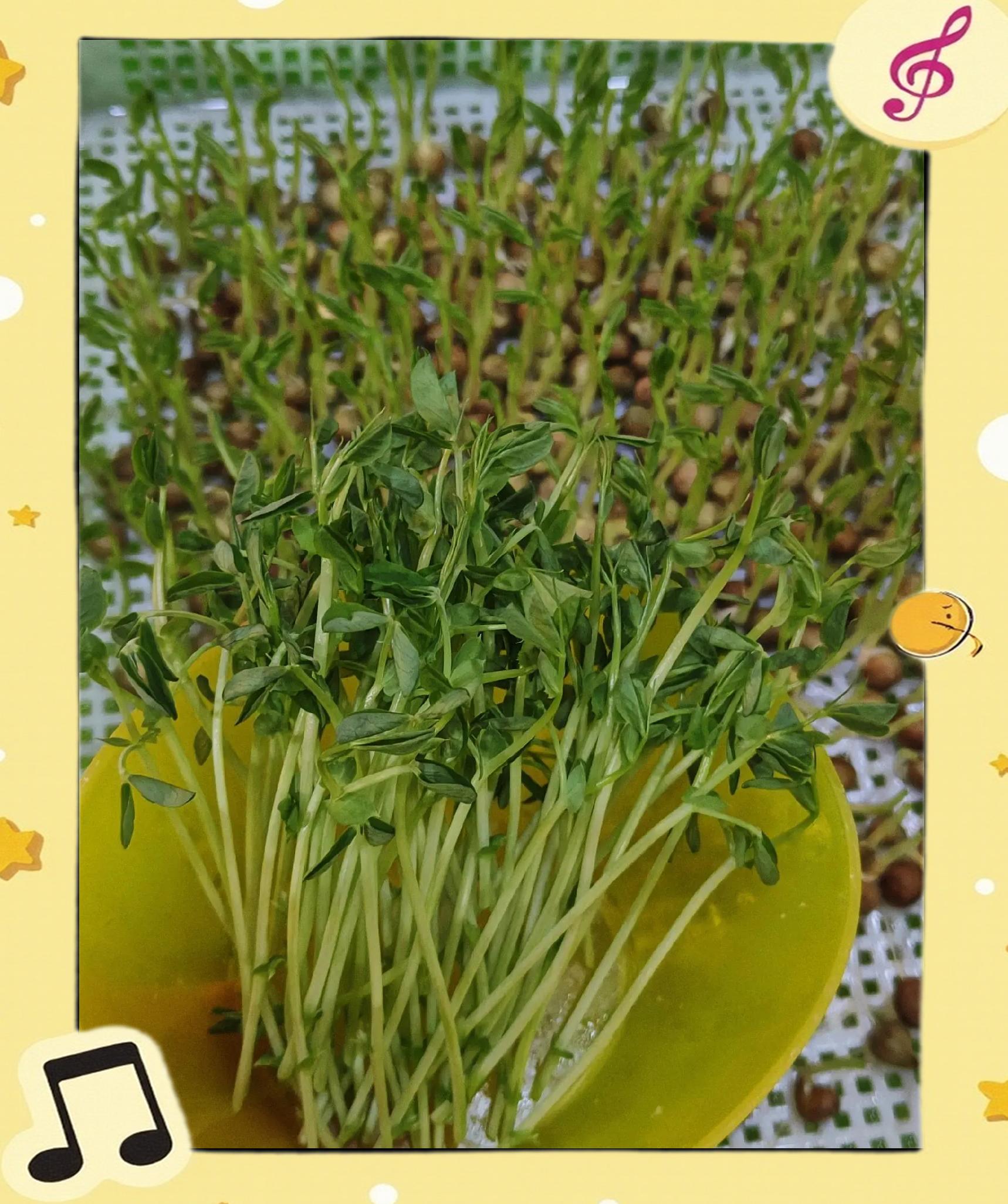 菜芽苗的种植技术(菜芽苗的种植技术要点)