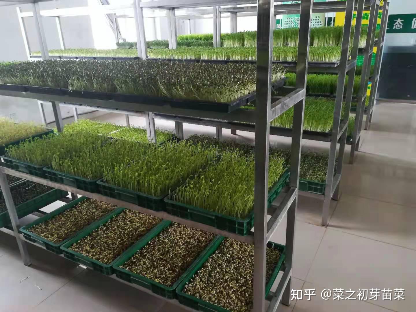 菜芽苗的种植技术(菜芽苗的种植技术要点)