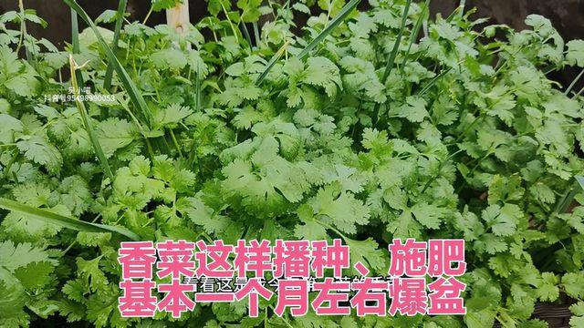 楼顶种菜怎么施肥(楼顶种菜施肥会破坏混凝土吗)