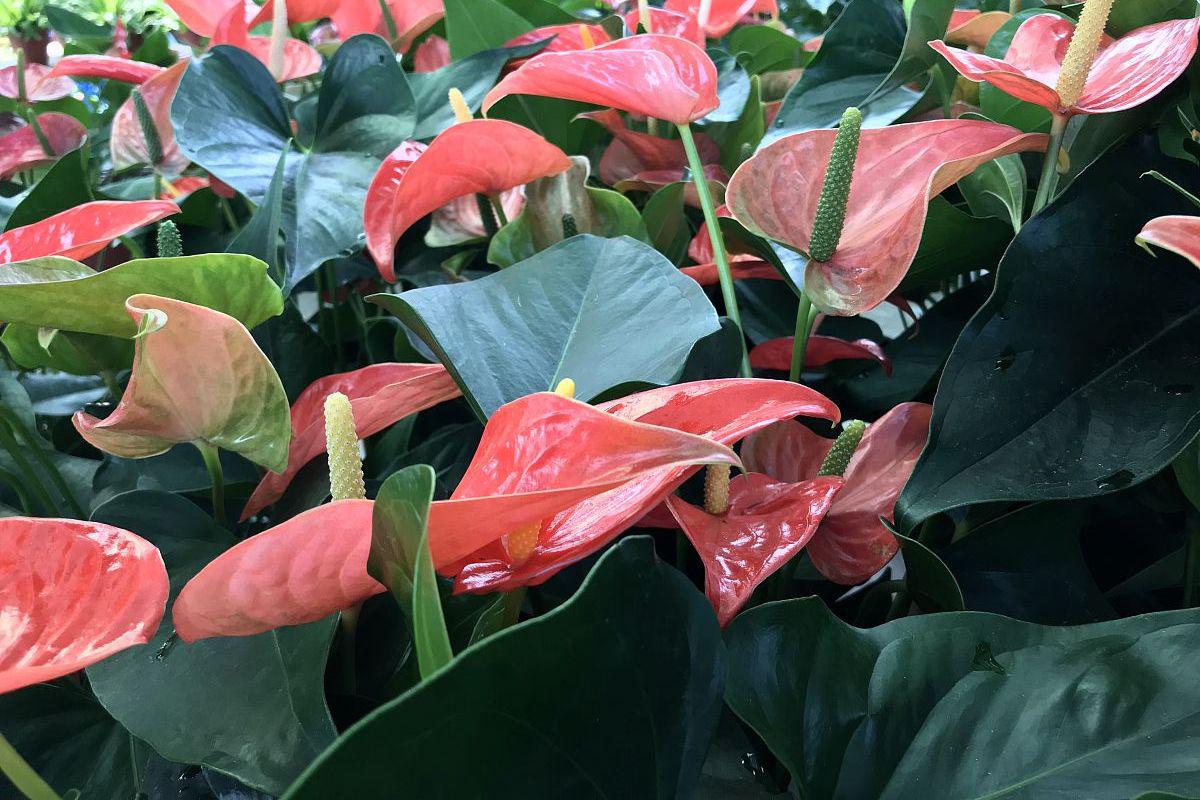 粉掌怎么种(粉掌怎么养才开花)