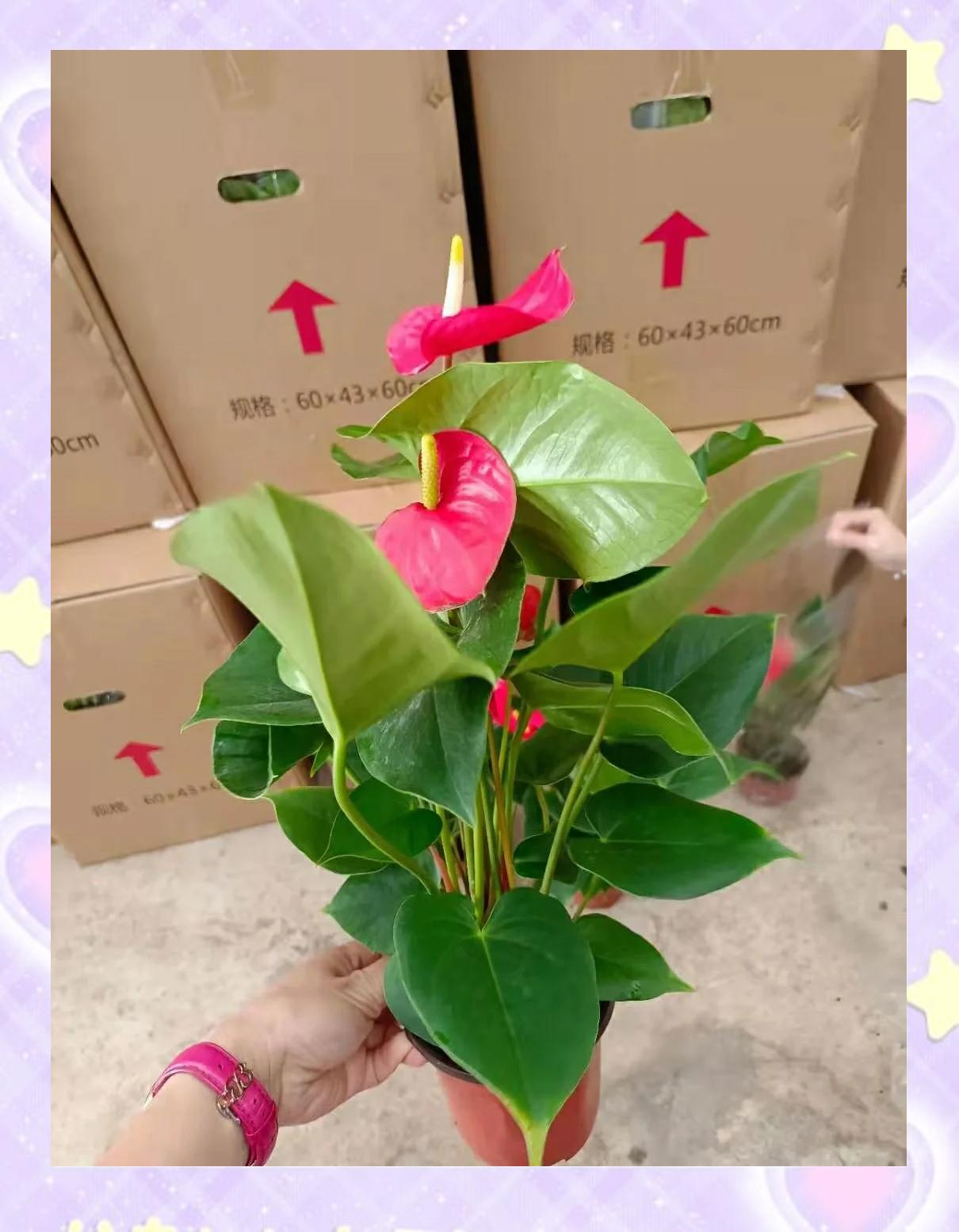 粉掌怎么种(粉掌怎么养才开花)