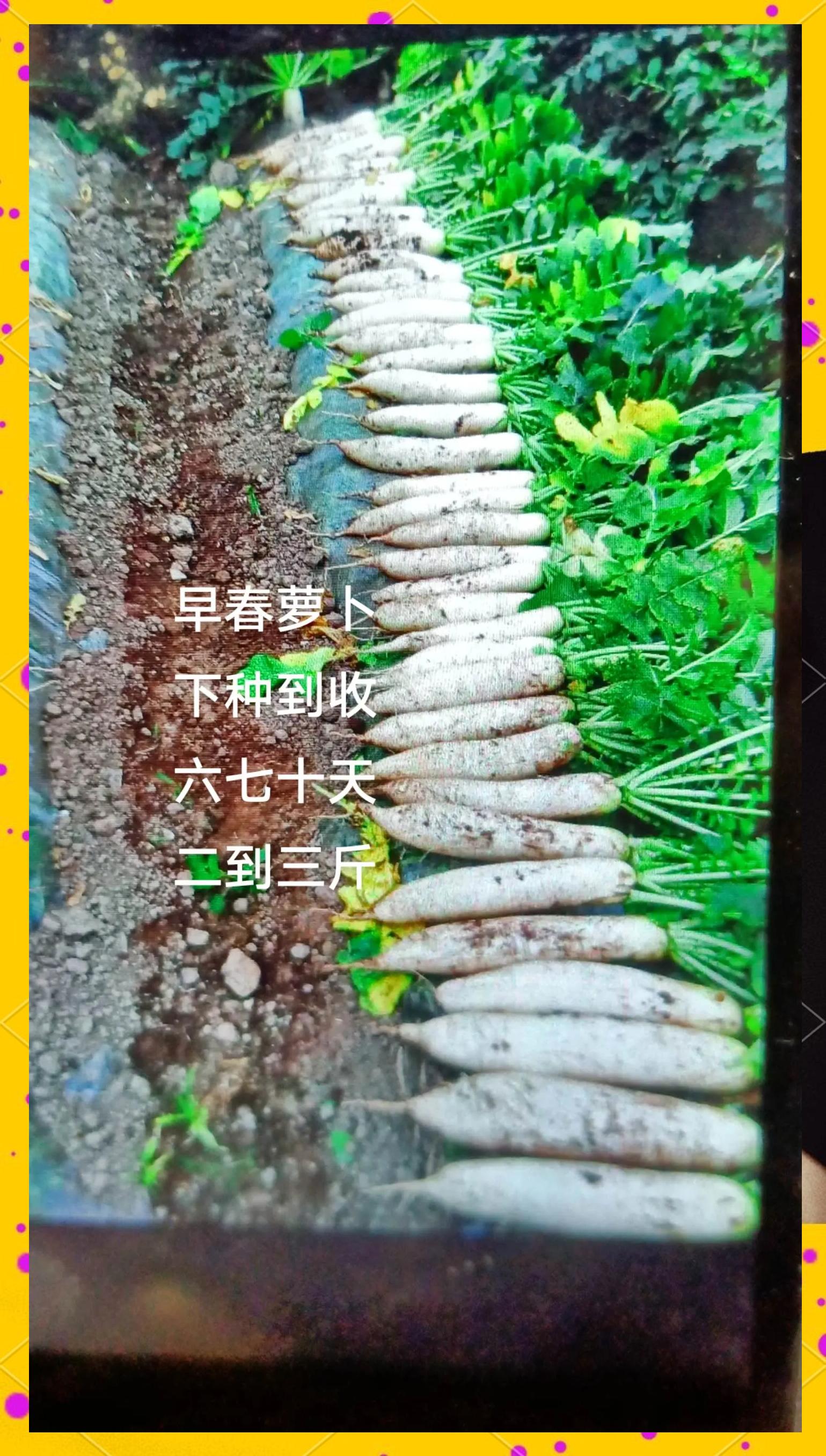 种植萝卜过程(萝卜种植过程绘画图)