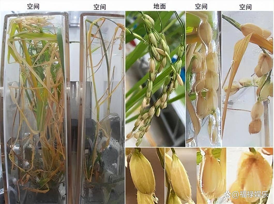 太空水稻种植(太空水稻种植条件)