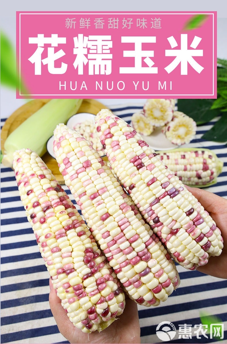 甜糯玉米价格(甜糯玉米价格表今日)