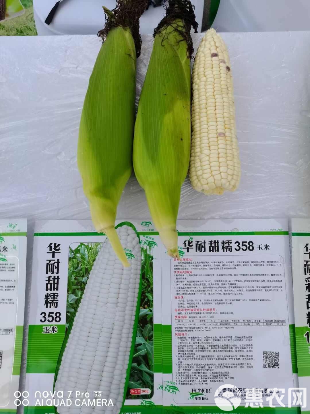 甜糯玉米价格(甜糯玉米价格表今日)