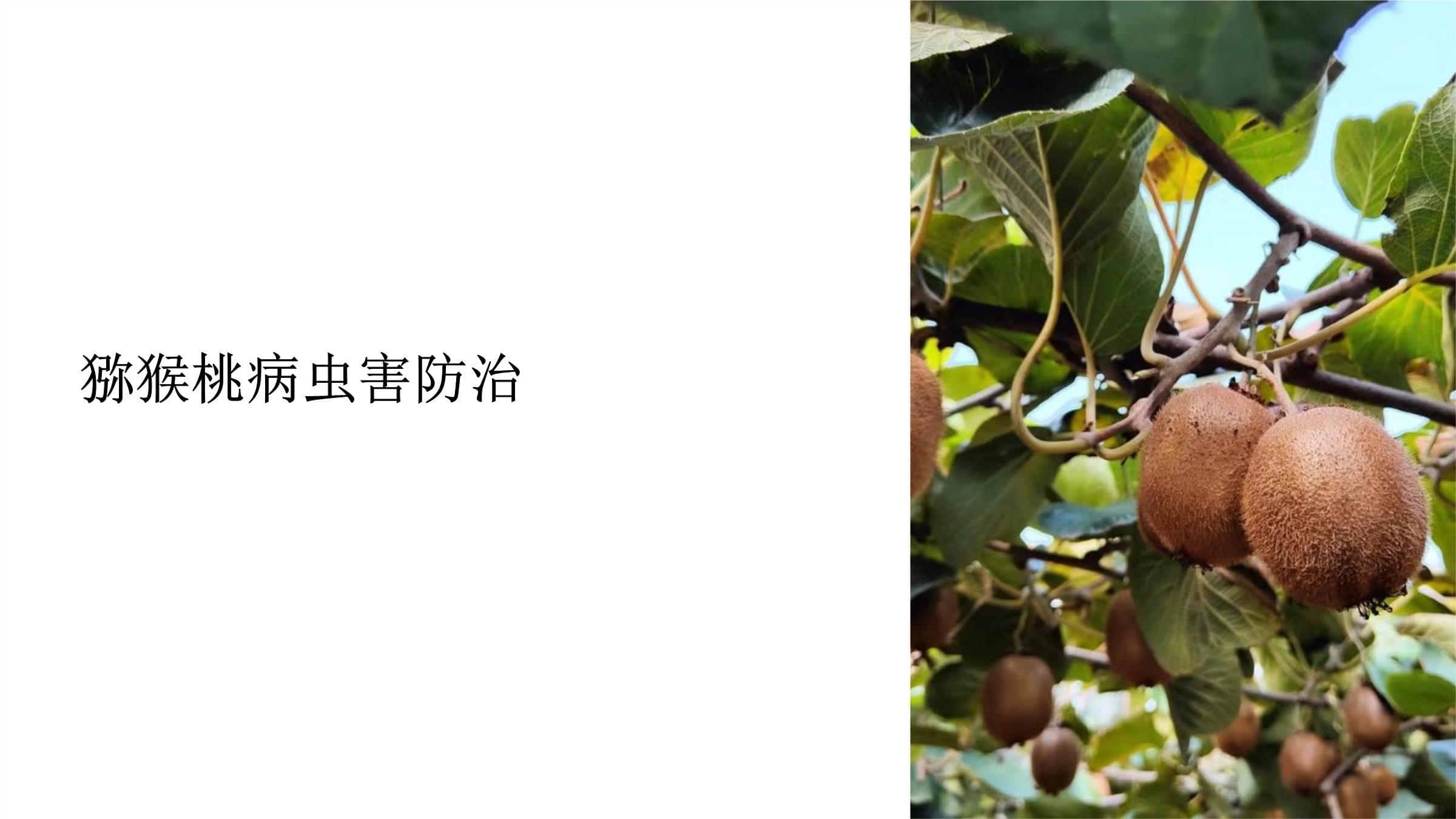 猕猴桃的虫害防治(猕猴桃的主要病虫害及其防治)