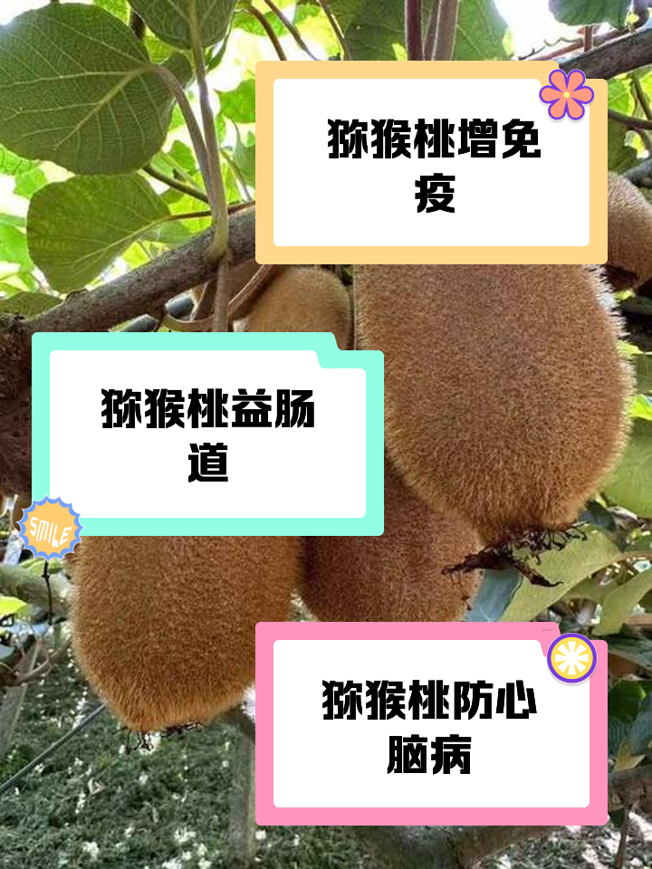 猕猴桃的虫害防治(猕猴桃的主要病虫害及其防治)