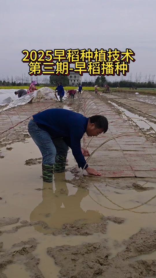 水稻一般用什么栽培方法(水稻一般用什么栽培方法呢)