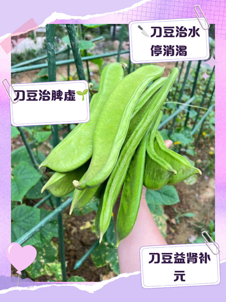 刀豆用途(刀豆药用功能)