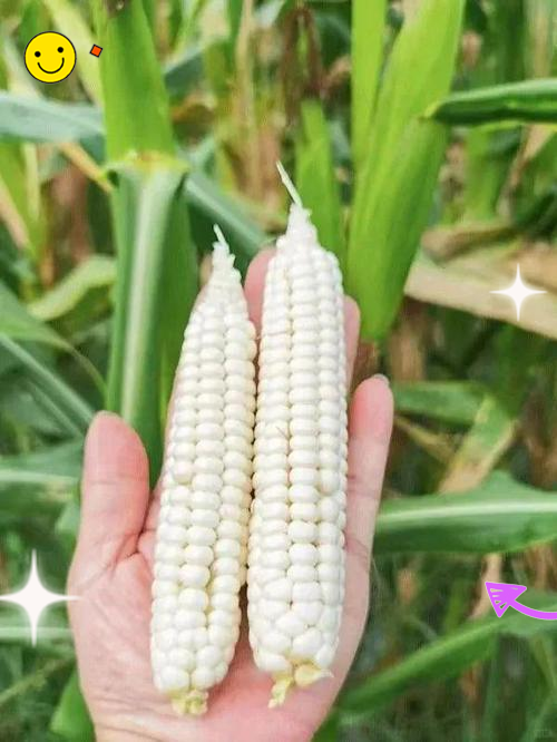 哪一种玉米是非转基因的(现在种植的玉米品种有没有非转基因的)