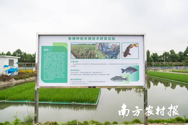 南方种植水稻英文(人们在南方种植水稻的英文)