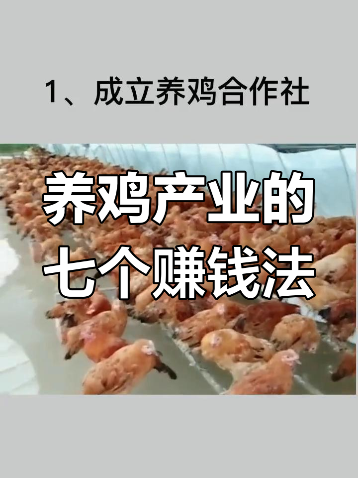 该怎样养鸡(如何养鸡才能养好视频教程)