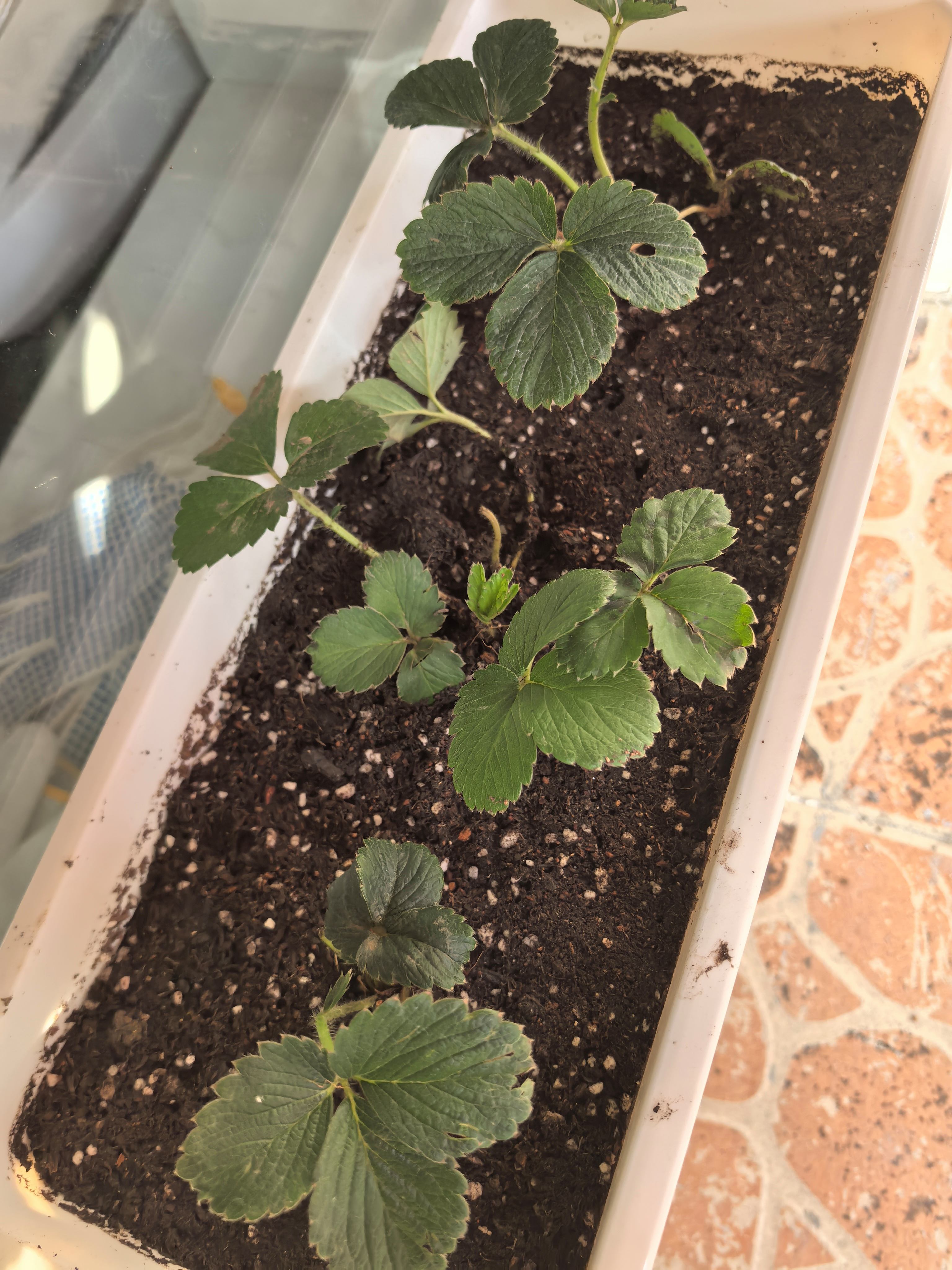 阳台草莓的种植方法和时间(阳台草莓的种植方法和时间视频)