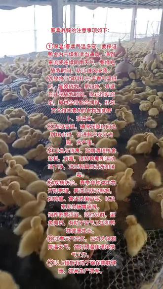肉鸭养殖技术(肉鸭养殖技术员)