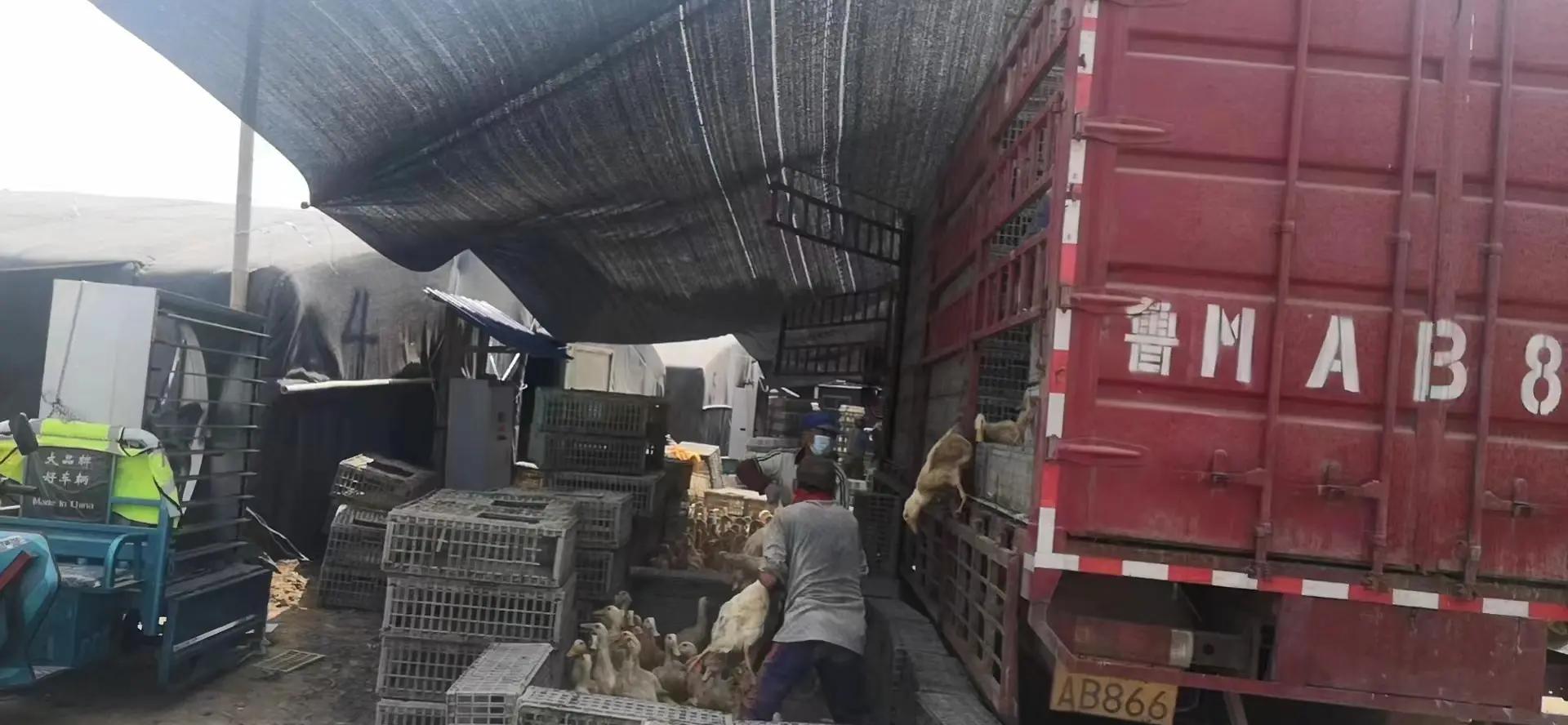 肉鸭养殖技术(肉鸭养殖技术员)