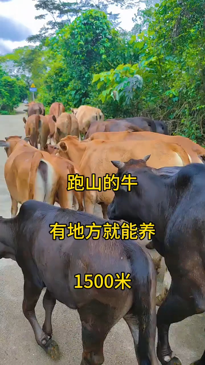 本地黄牛养殖技术(本地黄牛养殖技术要求)
