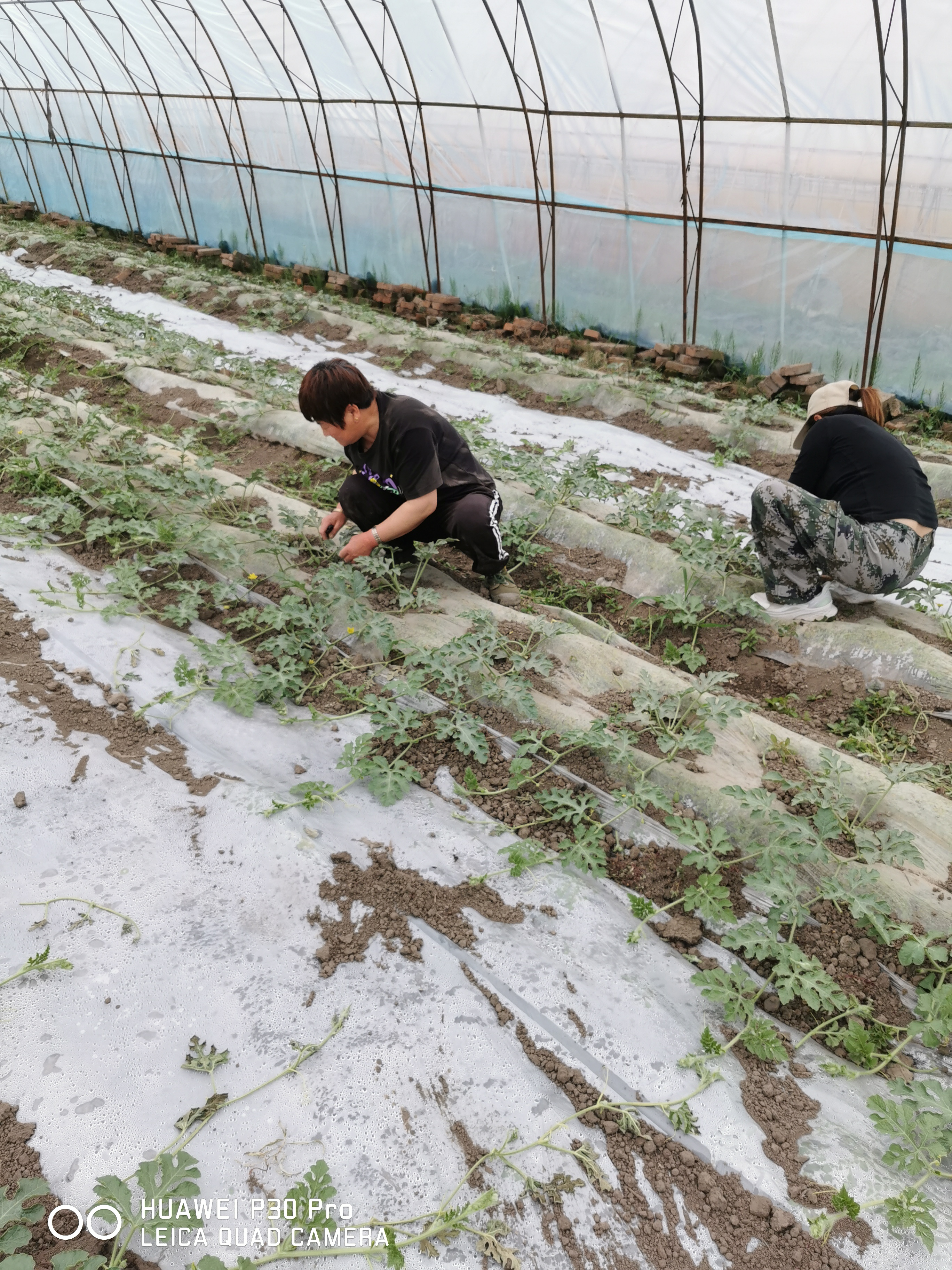 西瓜露天种植技术(西瓜露天种植技术与管理)