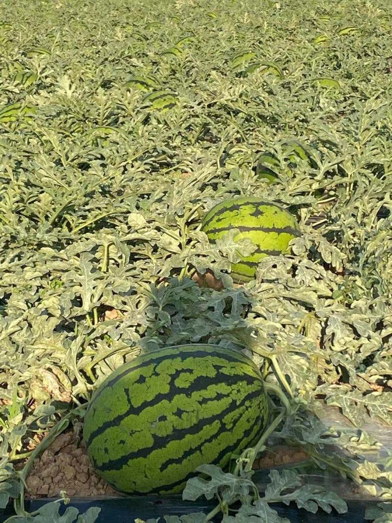 适合四川种植的西瓜品种(适合四川种植的西瓜品种有哪些)