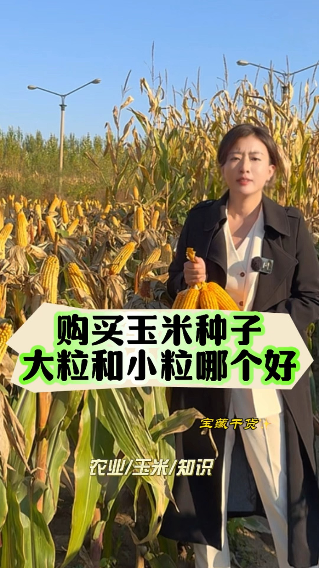 今年玉米早种好还是晚种好(玉米什么时候种啊现在种可以吗)